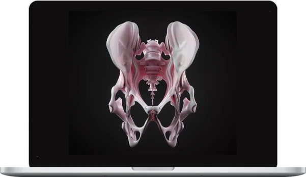 Xerron – Automated Kegel And Reverse Kegel Workout